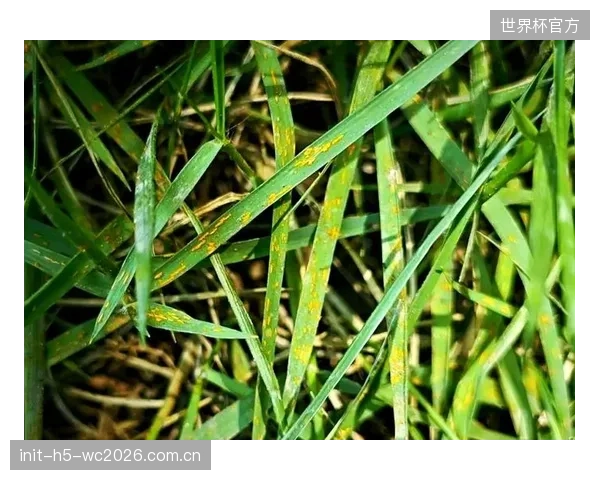 不考虑本土草种差异，盲目追求低剪切高度和锋利刃口，反而加剧了草坪病害的发生概率